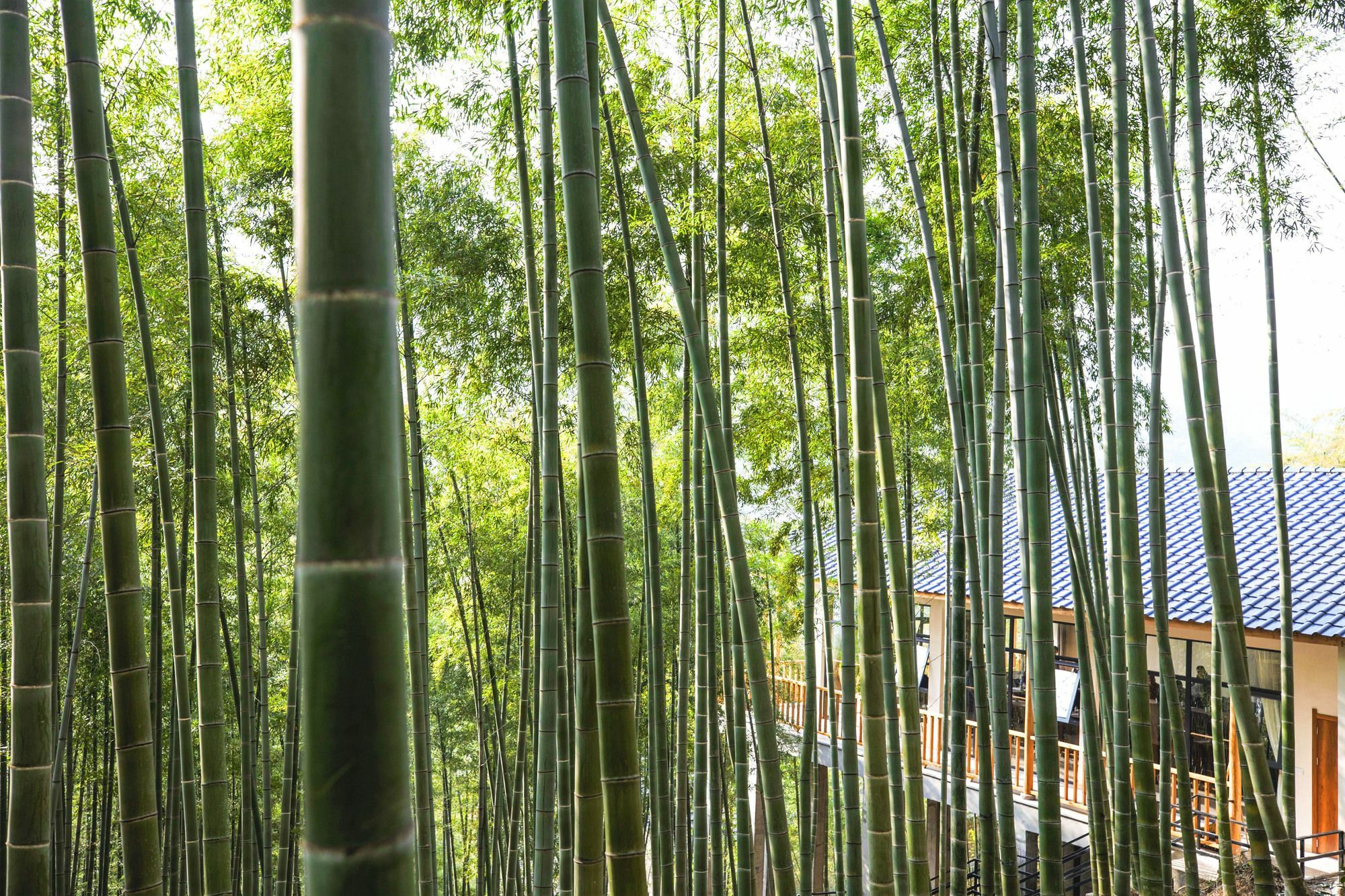 Moganshan Yinhuawu Resort Kültér fotó